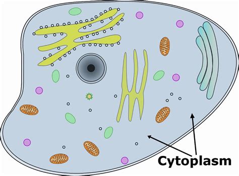 Function Of Cytoplasm Composition Of Cytoplasm