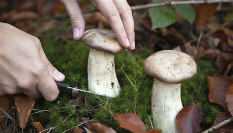 How To Pick Wild Mushrooms In Ontario Sciencing