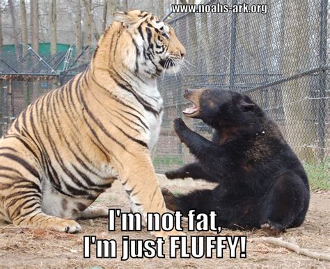 Im Not Fat Im Fluffy Doc The Tiger And Little Anne The