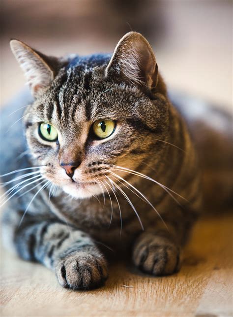 Tabby Cat Images Biological Science Picture Directory