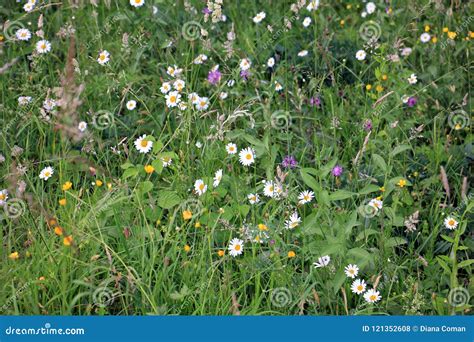 Wild Flowers Meadow Stock Photo Image Of Plants Blooming 121352608