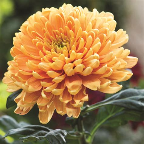 Double Bloom Chrysanthemum Collection Woolmans