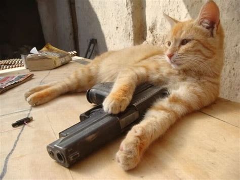 Funny And Cute Cats Funny Cats With Guns Wallpapers