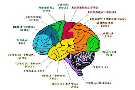 Human Brain Anatomy Head Skull Educational Colored Diagram Chart Cool