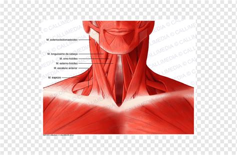 Anatomi Otot Longus Kapitis Pada Leher Manusia Anatom Vrogue Co