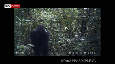 How Apes Reacted To Camera Traps Video Sky