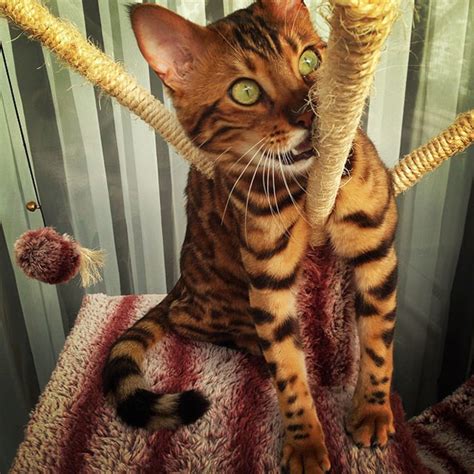 To draw the grid, first i drew a rectangle on my paper that was 7 inches across and 7.75 inches tall. Thor Just Might Be the Most Beautiful Bengal Cat Ever ...