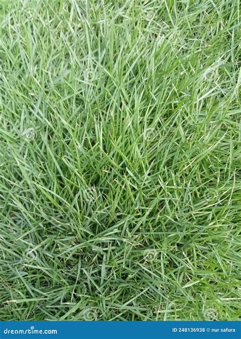 Zoysia Matrella Or Commonly Known As Manila Grass Comes From The