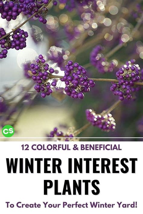 Purple Flowers With Text That Reads 12 Colorful And Beneficial Winter