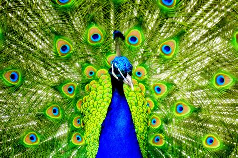 HD wallpaper of Beautiful, wallpaper of Peacock, Desktop | ImageBank.biz