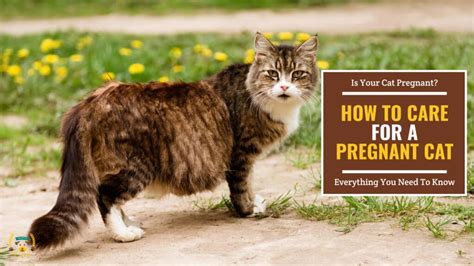How To Care For A Pregnant Cat Tips And Advice