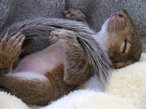 Squirrels Often Sleep On Their Back And Its Adorable