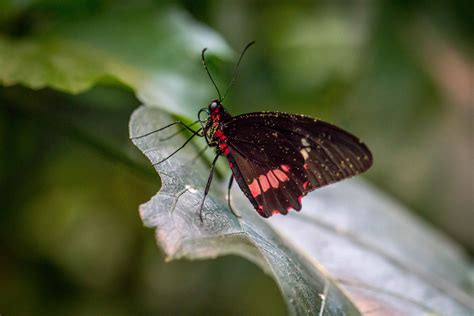 When is butterfly conservatory in deerfield ma open? Magic Wings, Butterfly Conservatory in Deerfield, MA - Ode ...