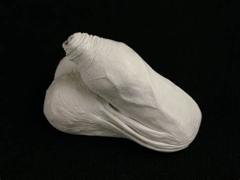 Flaccid Penis Erotic Art Plaster Cast Penis Sculpture Etsy