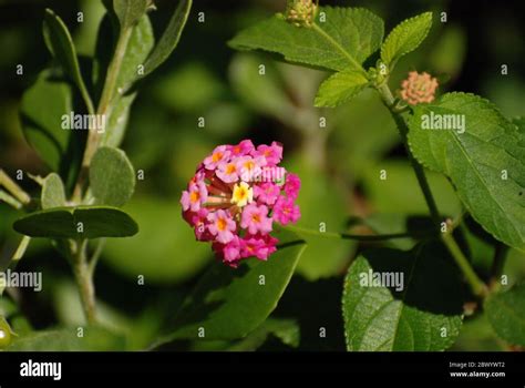 A Lantana Plant In Australian An Introduced Invasive Weed Species