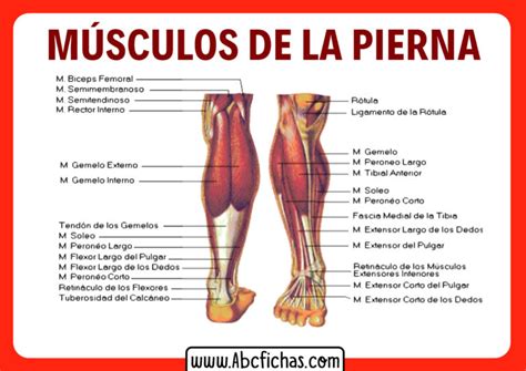 Anatomia Muscular De Las Piernas Abc Fichas