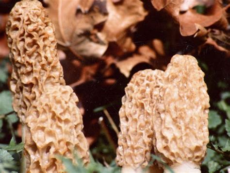 Its Morel Mushroom Season In Indiana Heres What You Need To Know