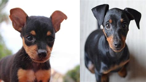 Science Proved You And Your Mini Pinscher Fall In Love When You Look In