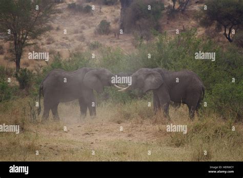 Two Elephants Fighting Stock Photo Alamy