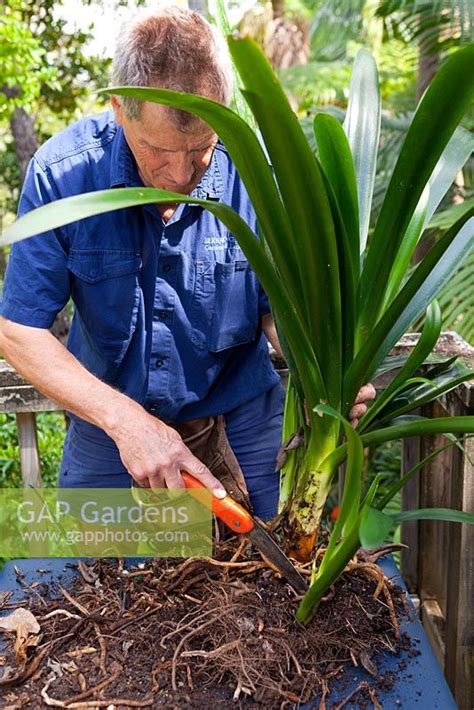 Gap Gardens Dividing Clivias Feature By Brent Wilson Gap Gardens Specialising In Garden