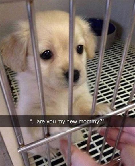Hilarious Snapchats Proving Life With Dogs Is Never Boring Artofit