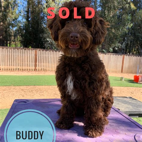 Arrowhead labradoodles are experienced breeders in ontario, offering the finest bred dogs available. Buddy - Mini Australian Labradoodle - Alys Puppy Bootcamp