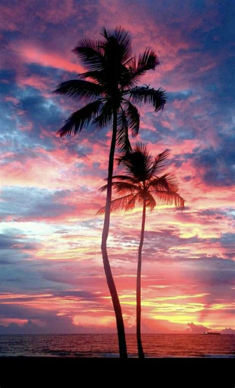 Pink Palm Tree Sunset Wallpaper Wallpaper Download
