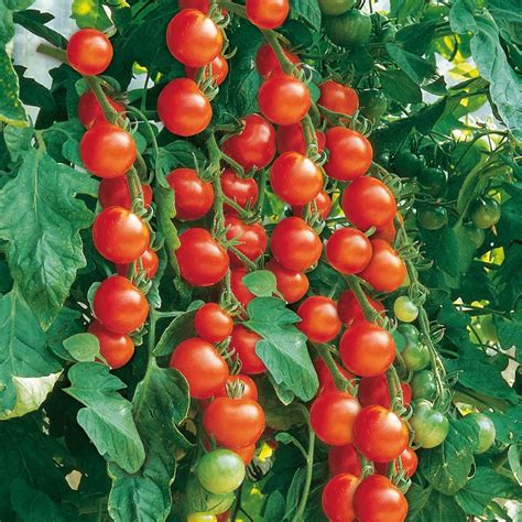 Gardeners Delight Tomato Seeds Heirloom Organic Tims Tomatoes