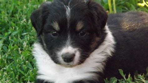 Border Colliemini Aussie Puppies For Sale In Payette Idaho Classified