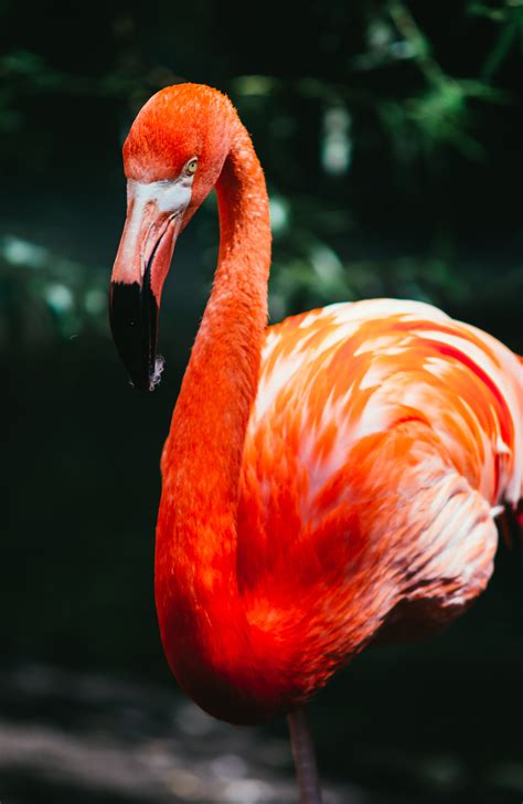 Flamingo Bird Exotic Iphone Wallpaper Idrop News