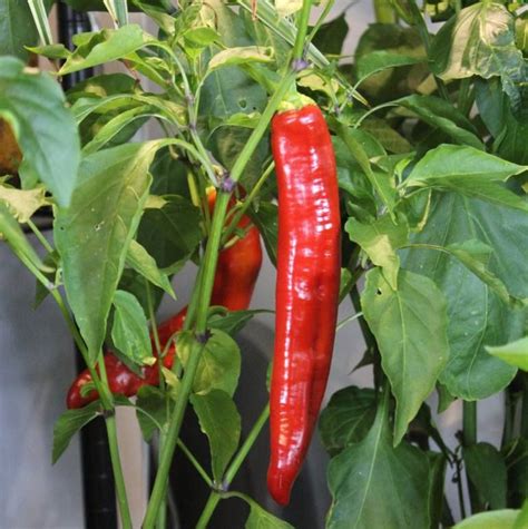 Buy Hungarian Wax Pepper Seeds Rarexoticseeds