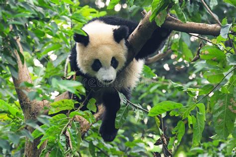 Giant Panda In Tree Stock Image Image Of Mammals Habitat 16759561