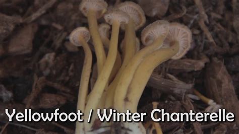 Winter Mushrooms Pacific Northwest All Mushroom Info