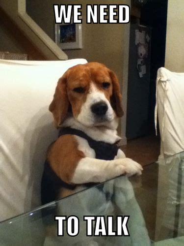 16 Beagle Memes That Will Keep You Laughing For Hours Page 2 Of 6