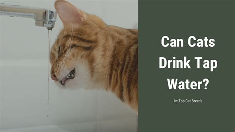 Can Cats Drink Tap Water Top Cat Breeds