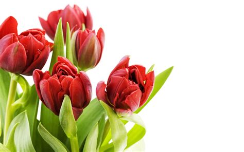 Tulips Flower Wallpapers Pixelstalknet