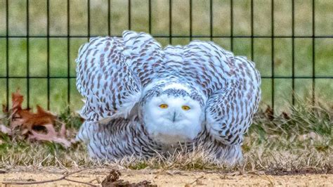 Rare Snowy Owl Spotting Bird Seen In New Yorks Central Park For First