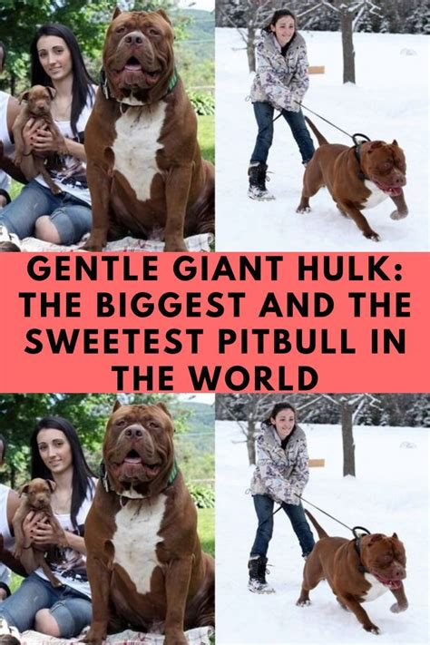 gentle giant hulk the biggest and the sweetest pitbull in the world in 2022 pitbulls big