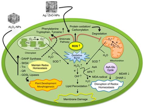 We did not find results for: IJMS | Free Full-Text | Plant Responses to Nanoparticle Stress