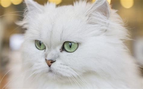 And although it varies with the. What You Need to Know about Persian Cat Care ...