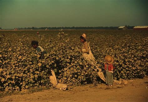 African Americans Picking Cotton Photograph By Everett