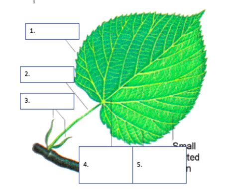 Parts Of A Leaf Labeling Diagram Quizlet