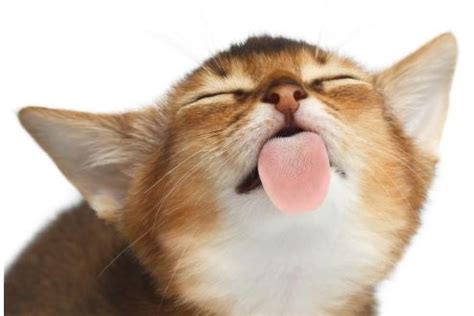 Cats are actually different from dogs and many people don't understand why their cat is licking them. Why does My Cat Lick My Hair? - Pets Care