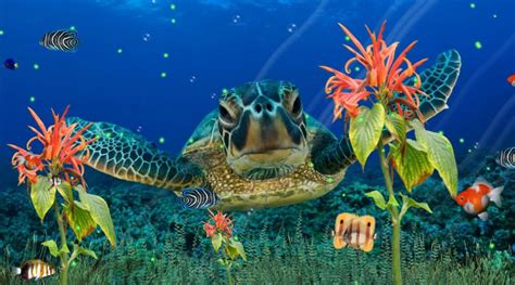 Wonderful Sea Life Aquarium Tropical 3d Screensaver