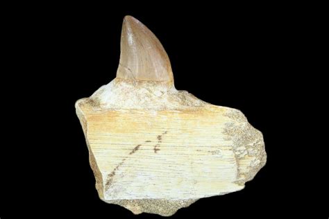 27 Fossil Mosasaur Prognathodon Jaw Section With Tooth Morocco 116983 For Sale