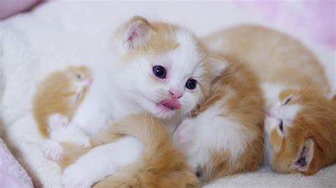 Cute Kittens Videos Compilation Youtube
