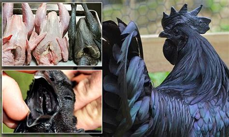 Ayam Cemani Chicks Of Rare Breed Now Selling For 200 In Latest Craze