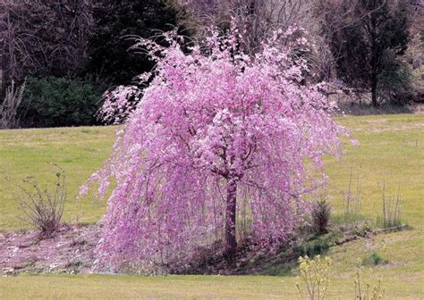 Learn about flowering cherry trees, including which ornamental varieties are best for residential gardens and how to care for them. Dwarf Weeping Cherry Tree | is of a weeping sakura (so ...