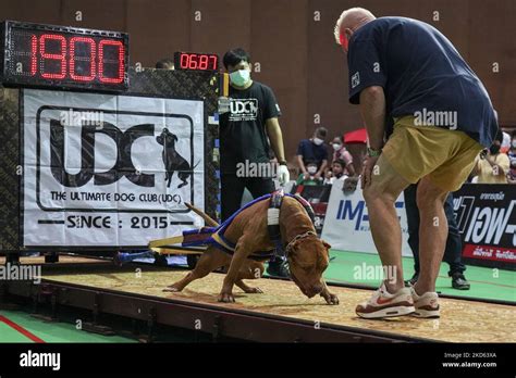 A Pitbull Dog Weight Pulling During Udc Weight Pulling Dog Championship