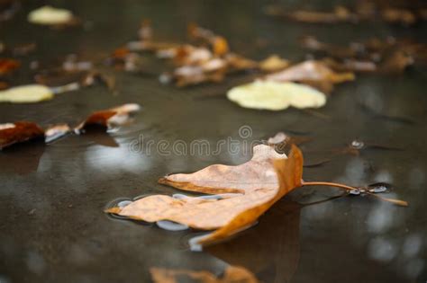 Autumn Leaves In Rain Puddle On Asphalt Outdoors Stock Photo Image Of